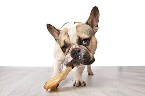 "A happy dog enjoying a nutritious treat and playing with a durable toy."